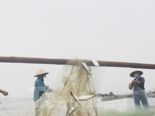 Vào mùa cá trích, ngư dân Nghệ An thu tiền triệu mỗi ngày