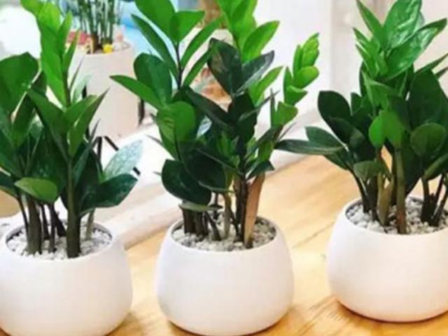 Thị trường - Tiêu dùng - 3 loại cây nghe tên là thấy "mùi tiền", cứ trồng là có người mua