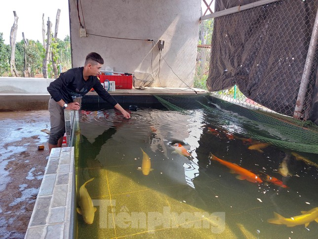 Breeding 'noble' fish, a guy from a remote area earns billions of dong a year - 4