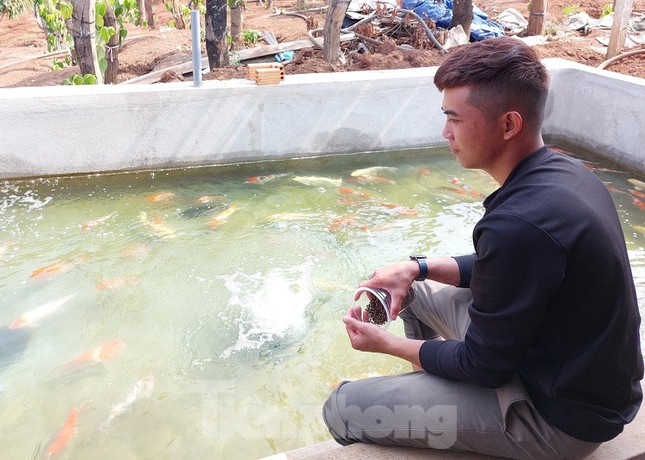 Breeding 'noble' fish, a guy from a remote area earns billions of dong a year - 3