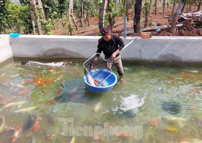 Breeding 'noble' fish, a guy in a remote area earns billions of dong a year - 1