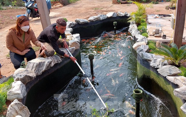 Breeding 'noble' fish, a guy in a remote area earns a billion dong a year - 5