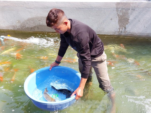 Breeding 'noble' fish, a guy in a remote area earns billions of dong a year - 6