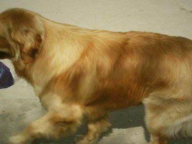 Phi thường - kỳ quặc - Chó cưng tha về một túi bóng đen, chủ nhân mở ra xem liền hốt hoảng vội tìm cảnh sát giúp đỡ