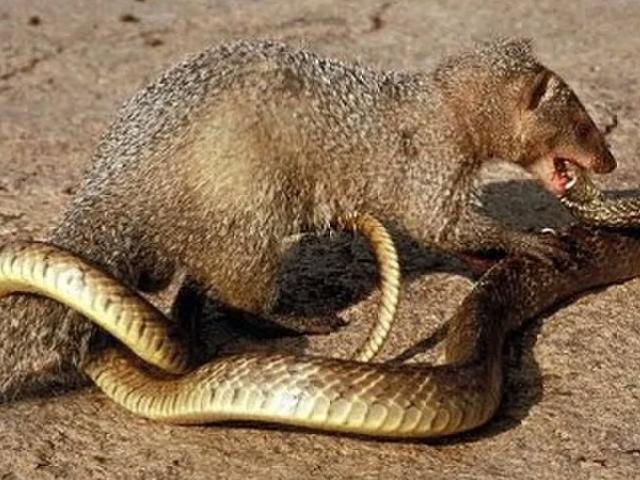 Media - Cầy hương đại chiến với "mãng xà" và kết cục bi thảm cho kẻ chiến bại