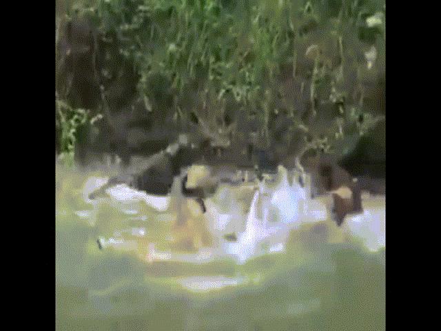 Video: Kinh hoàng cảnh lợn rừng ”đại chiến” với 5 chó pitbull dưới sông nước