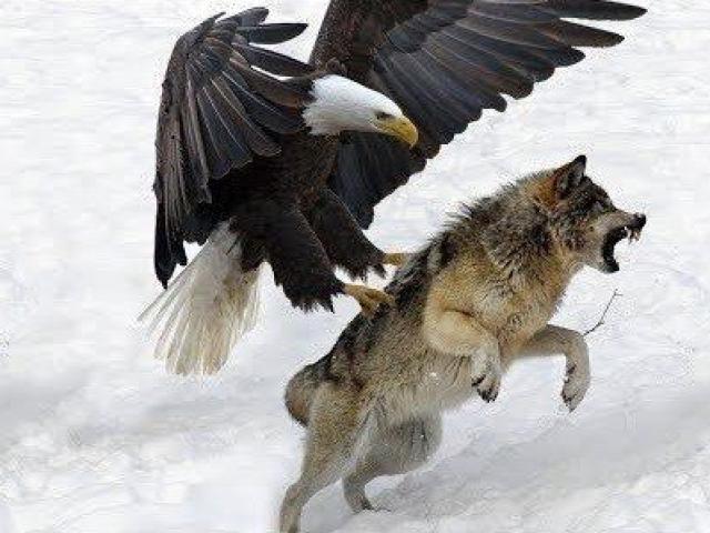Cặp đại bàng ”song kiếm hợp bích” hạ gục chó sói hoang mạc