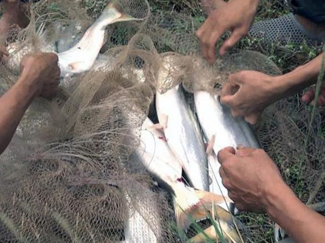 Loài cá đặc sản ở Việt Nam ”nhát chết”, ngày càng hiếm, có người nuôi kiếm hàng trăm triệu