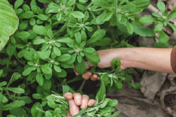 Thị trường - Tiêu dùng - Những loại rau mọc dại "hái ra tiền" ở Việt Nam nhưng 90% người Việt không biết tên