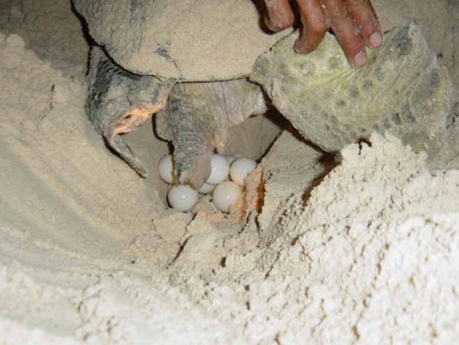 Rùa đẻ trứng trên bãi biển thuộc hòn Bảy Cạnh huyện Côn Đảo, tỉnh Bà Rịa-Vũng Tàu. Ảnh: Tư liệu.
