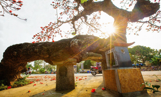 Vẻ đẹp hoa gạo - 3