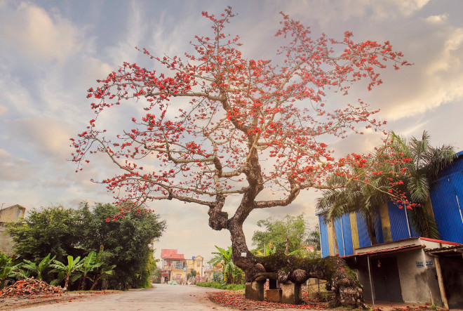 Vẻ đẹp hoa gạo - 2