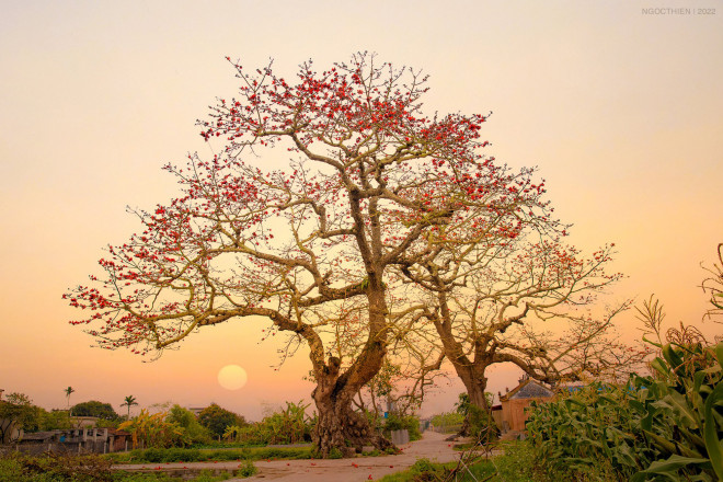 Vẻ đẹp hoa gạo - 4