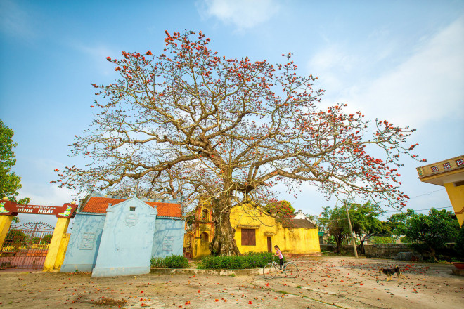 Vẻ đẹp hoa gạo - 6