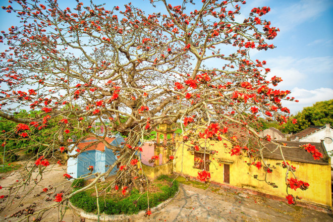 Vẻ đẹp hoa gạo - 8