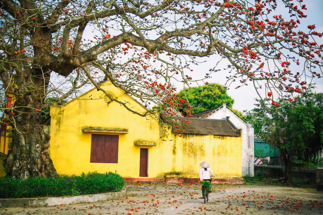 Vẻ đẹp hoa gạo - 7