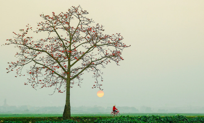 Vẻ đẹp hoa gạo - 9