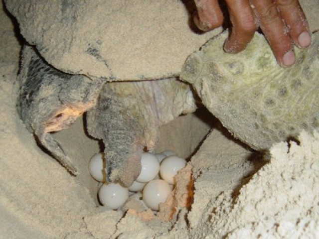 Tin tức trong ngày - 'Bà đỡ' cho rùa ở Côn Đảo