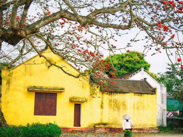 Du lịch - Vẻ đẹp hoa gạo