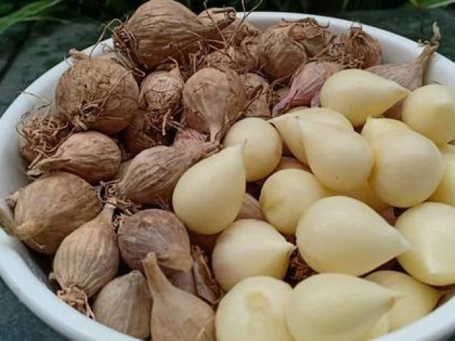 Thị trường - Tiêu dùng - Tỏi cô đơn Sơn La vừa hiếm vừa tốt khiến chị em đổ xô tìm mua giữa mùa dịch