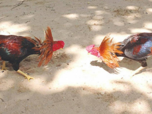 Tin tức trong ngày - Bị bãi nhiệm tư cách đại biểu HĐND thành phố vì… đá gà ăn tiền