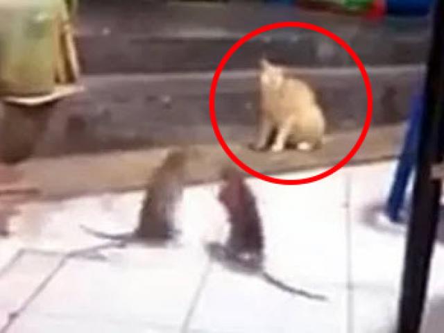 Media - Mèo "đứng hình" nhìn cặp chuột khổng lồ đại chiến