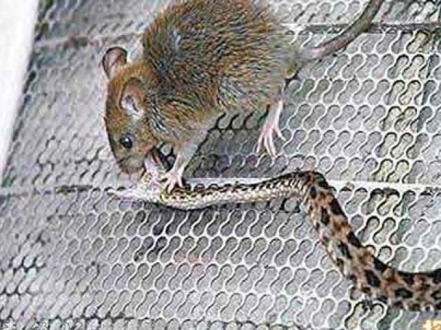 Chuột điên cuồng cắn xé rắn để cứu con