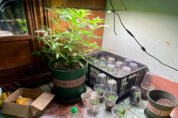 Pháp luật - 9X lên mạng học cách trồng cần sa rồi... hào phóng tặng bạn bè