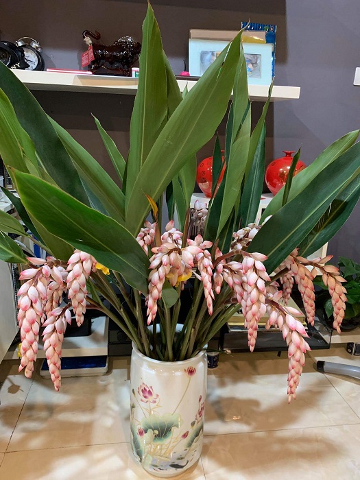 Hoa lan lúa có thể chơi được khoảng 15 ngày mới tàn.