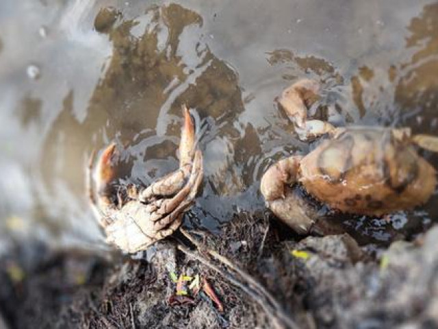 Thị trường - Tiêu dùng - Đã tìm ra nguyên nhân cua biển Cà Mau chết bất thường trên diện rộng