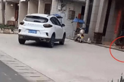 Phi thường - kỳ quặc - Chú chó "ôm hận" vì bị triệt sản, suốt 3 năm kiên trì "hành hạ" bác sĩ thú y với một hành động