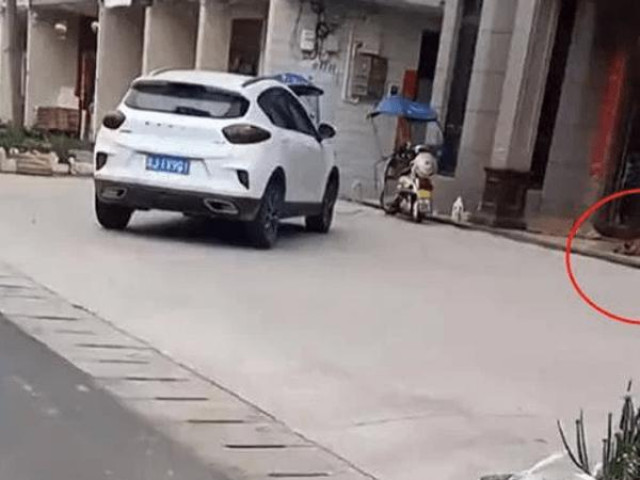 Phi thường - kỳ quặc - Chú chó "ôm hận" vì bị triệt sản, suốt 3 năm kiên trì "hành hạ" bác sĩ thú y với một hành động