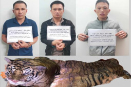 Pháp luật - Phát hiện con hổ nặng hơn 2 tạ trên xe ô tô có "tuyệt chiêu" đổi màu biển số