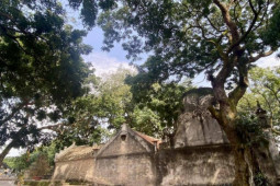 Tin tức trong ngày - Bí ẩn rừng lim cổ thụ giữa lòng thành phố