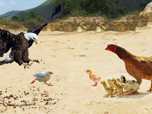 Media - Gà mẹ tung liên hoàn cước đánh đại bàng "mất vía"