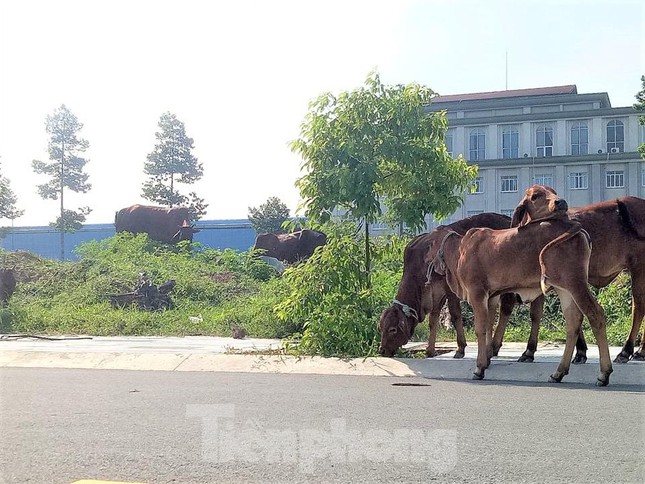 "Căn cứ thông tư liên tịch số 07/2019/TT-BTP ngày 25/11/2019 của Bộ Tư pháp về việc hướng dẫn một số nội dung về đăng ký thế chấp quyền sử dụng đất, tài sản gắn liền với đất. Nay văn phòng Đăng ký đất đai cung cấp danh sách chủ đầu tư đã thế chấp dự án nhà ở tại Văn phòng đăng ký đất đai cho Sở Tài nguyên và Môi trường. Cụ thể, Công ty Cổ phần Đại Nam: 309 GCN", văn bản của Văn phòng Đăng ký đất đai tỉnh Bình Dương ghi rõ.