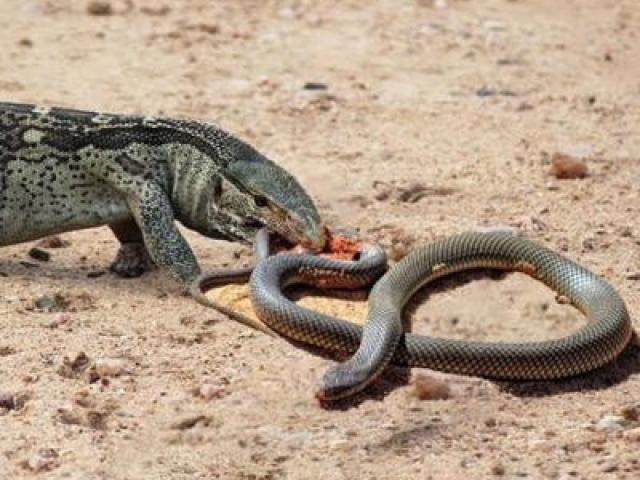 Media - Con nào thắng trước cuộc "đại chiến" giữa kỳ đà và rắn lục?