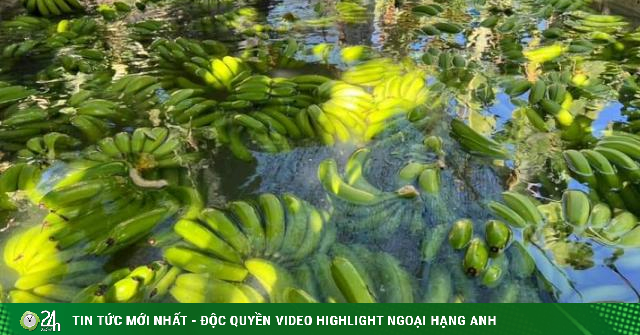 www.24h.com.vn