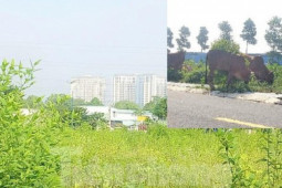 Kinh doanh - Dự án nhà ở Đại Nam từng muốn hiến 127 lô đất nhưng không ai nhận giờ ra sao?