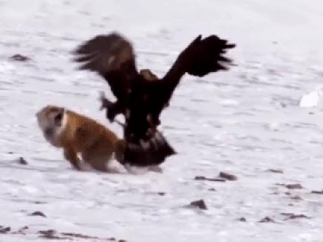 Media - Cáo tuyết "tử chiến" với chim đại bàng