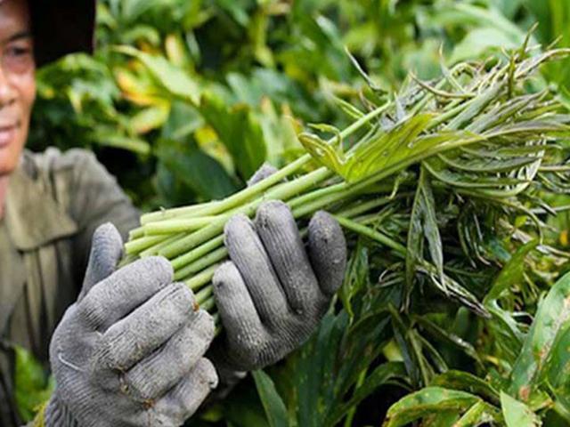 Thị trường - Tiêu dùng - Cây dại xưa nhà nghèo mới ăn, nay đem về trồng mỗi tháng có chục triệu "vào túi"