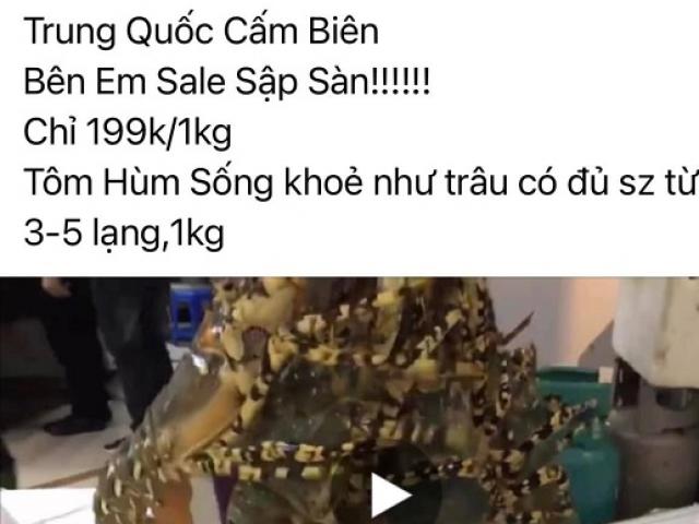 Tôm hùm “cấm biên quay đầu” giá 199.000 đồng/kg rao bán tràn lan trên mạng xã hội