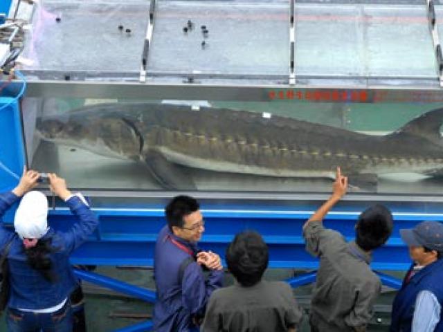 Thế giới - Loài cá từ thời tiền sử 5 năm không sinh sản tự nhiên ở Trung Quốc