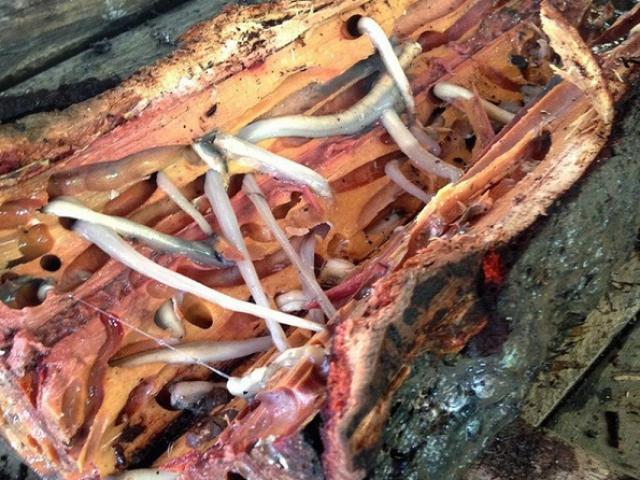 Ẩm thực - Những món ăn kinh dị của Philippines không dành cho du khách "yếu bóng vía"