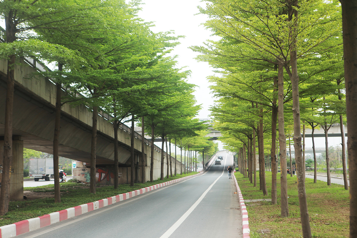 Những ngày này, hàng cây bàng lá nhỏ tại nút giao Quốc lộ 5 với lối lên cao tốc Hà Nội – Bắc Giang bắt đầu đâm chồi. Khung cảnh rất đẹp khiến nơi đây trở thành địa điểm chụp ảnh yêu thích của nhiều người.