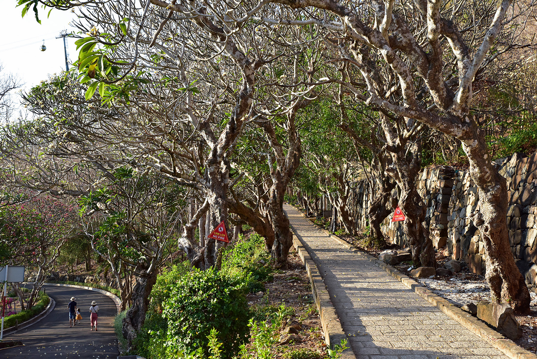 Đường lên Bạch Dinh nằm bên đường Trần Phú gồm lối đi xe và lối đi bộ có 146 bậc thang được bao quanh bởi những hàng cây sứ. Trong thời gian bị giam lỏng tại đây, rừng hoa sứ bên sườn núi là nơi vua Thành Thái thường ngắm cảnh, đọc sách. Ông không được liên hệ với ai, chỉ có vài người giúp việc, chăm lo cho vua ăn uống, nghỉ ngơi. Tuy bị quản thúc chặt chẽ nhưng nhiều người dân địa phương đều biết và tìm cách gặp vua trong những dịp vua được ra ngoài, nhưng dân không thể đến gần nói chuyện được.