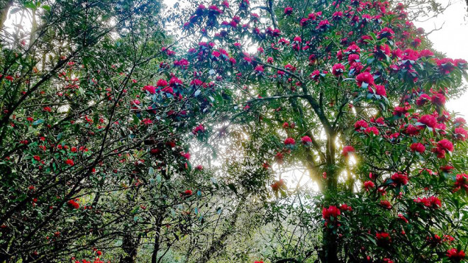 Ta Chi Nhu - Red Do Quyen flower paradise - 5