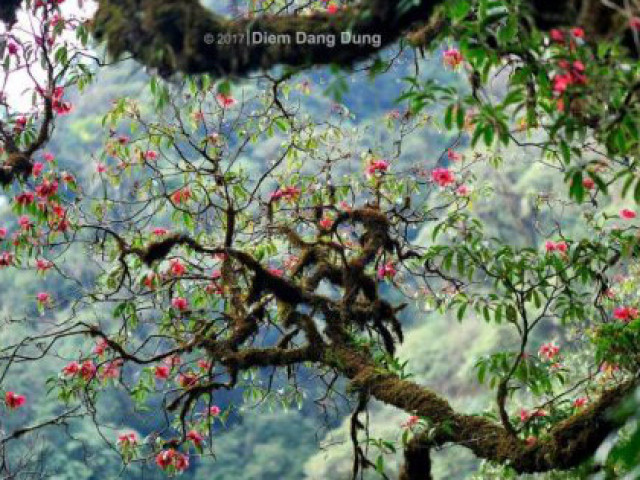 Du lịch - Tà Chì Nhù - Thiên đường hoa Đỗ Quyên đỏ