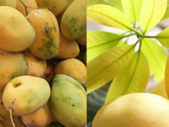 Thị trường - Tiêu dùng - Xoài chín ép bằng hoá chất, nhìn cuống có đặc điểm này là biết ngay