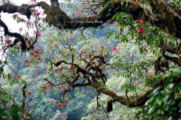 Ta Chi Nhu - Red Do Quyen flower paradise - 6